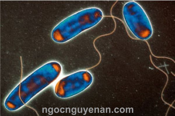 bơm định lượng Clo dioxit tiêu diệt Legionella